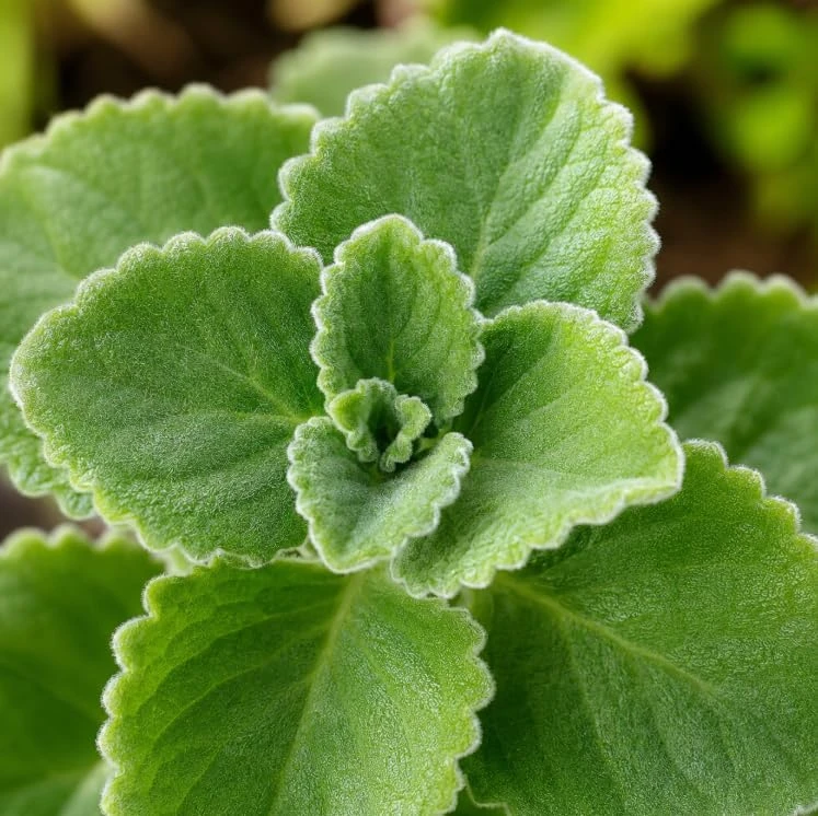 2 Cuban Oregano Live Plants - Broadleaf Thyme Culinary Herb Perennial - Image 3