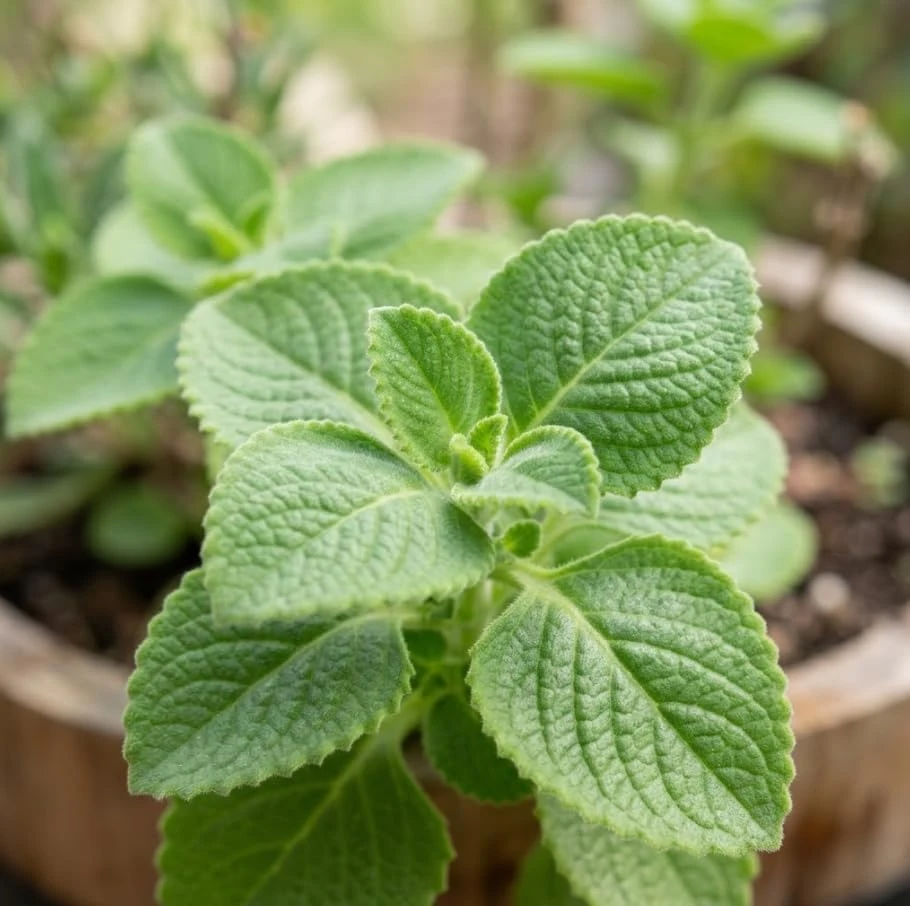 2 Cuban Oregano Live Plants - Broadleaf Thyme Culinary Herb Perennial - Image 4