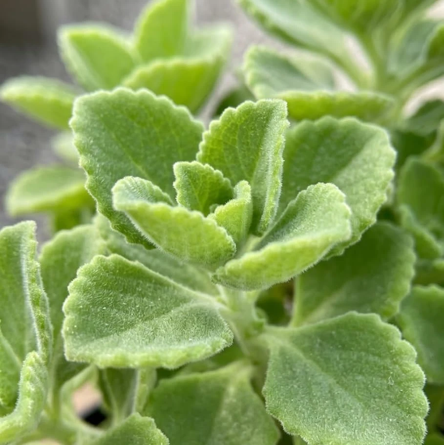 2 Cuban Oregano Live Plants - Broadleaf Thyme Culinary Herb Perennial - Image 5