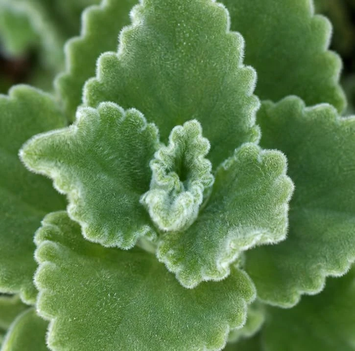 2 Cuban Oregano Live Plants - Broadleaf Thyme Culinary Herb Perennial - Image 6