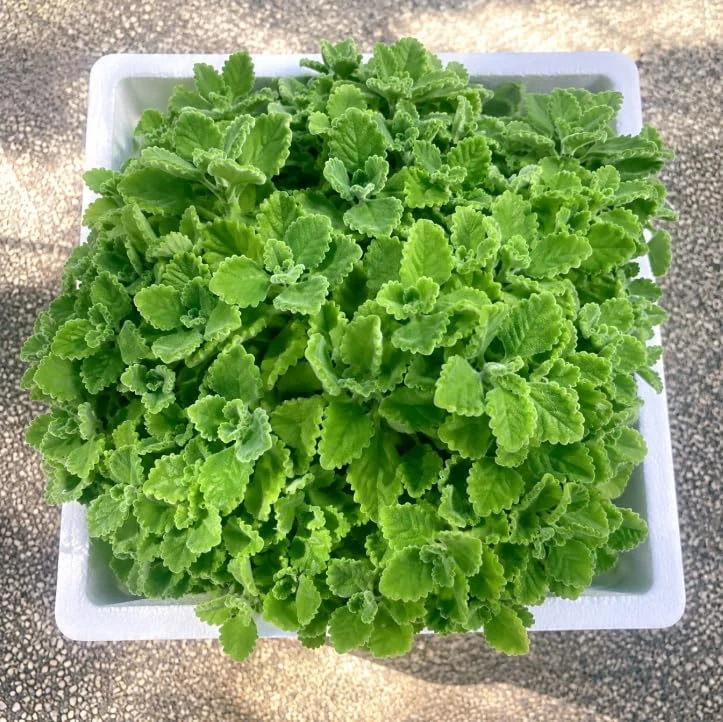 2 Cuban Oregano Live Plants - Broadleaf Thyme Herb - Perennial - 2 Inch Pot - Image 1