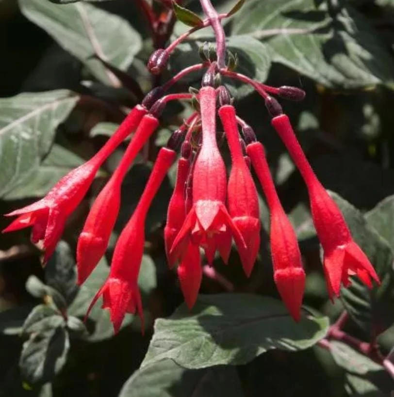 2 Gartenmeister Fuchsia Live Plant - 5" Pot, Red-Orange Flowers, Shade-Loving - Image 1