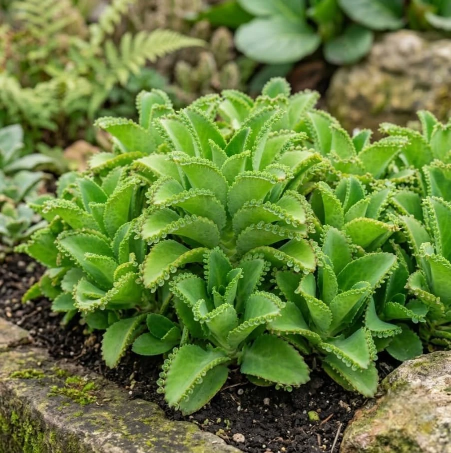 2 Green Mother of Millions Live Plants - Kalanchoe Succulent Houseplant, 2 Inch Pot - Image 1