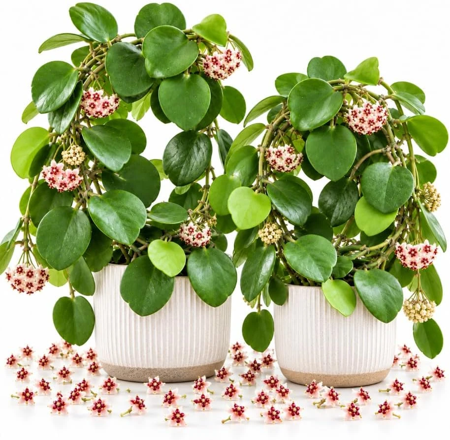 2 Hoya Kerrii Live Plants, 4-6 Inches Tall, Sweetheart Hoya Starter Houseplants - Image 1