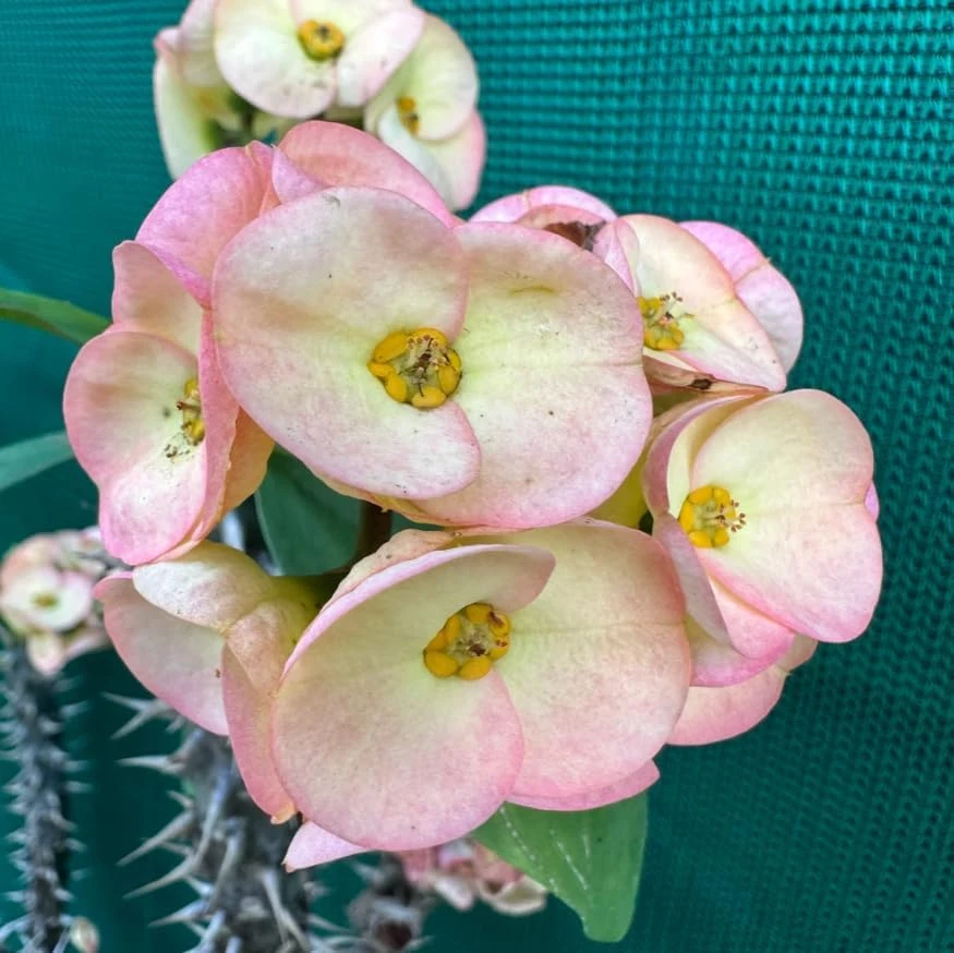 2 Live Yellow Pinkish Euphorbia Milii Crown of Thorns Plant, 2 Inch Pot, Flowering Succulent, Indoor Outdoor Houseplant - Image 5