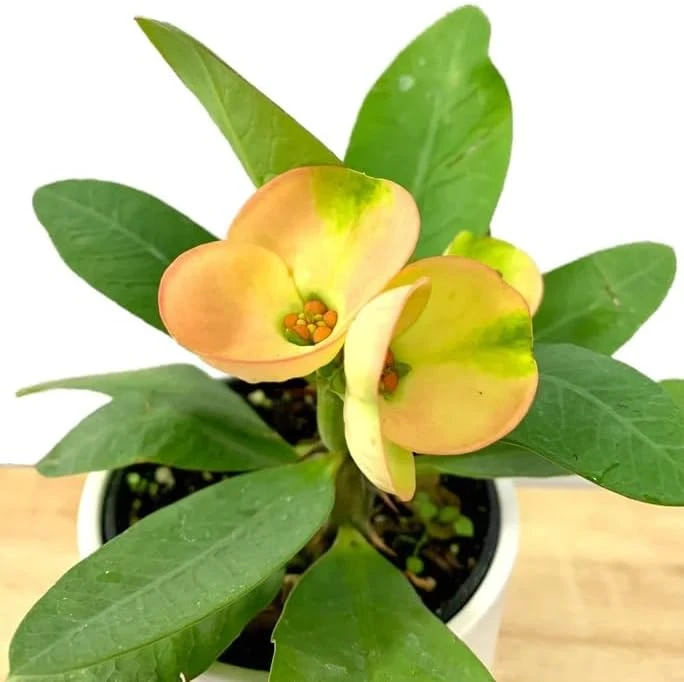 2 Live Yellow Pinkish Euphorbia Milii Crown of Thorns Plant, 2 Inch Pot, Flowering Succulent, Indoor Outdoor Houseplant - Image 6