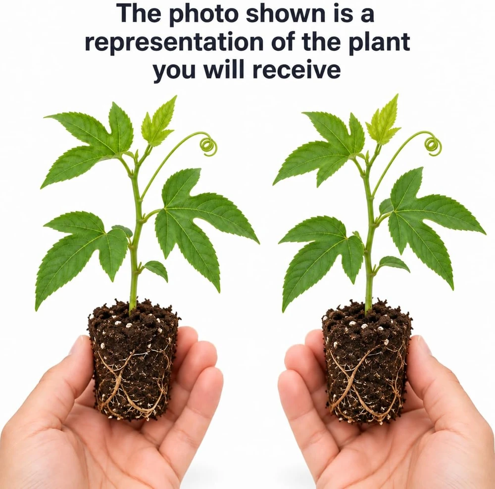 2 Maypop Passionflower Live Plants - Purple Perennial Vines, 4-6 Inches Tall, Outdoor - Image 3
