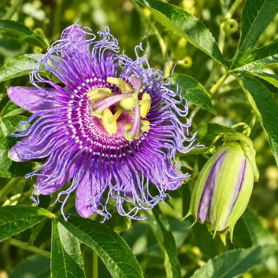 2 Maypop Passionflower Live Plants - Purple Perennial Vines, 4-6 Inches Tall, Outdoor - Image 6