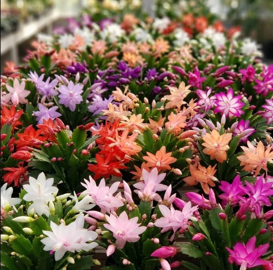 2 Mixed Color Thanksgiving Cactus Live Plant – Schlumbergera Succulent Houseplant - Image 2