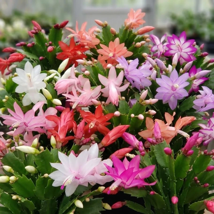 2 Mixed Color Thanksgiving Cactus Live Plant – Schlumbergera Succulent Houseplant - Image 4