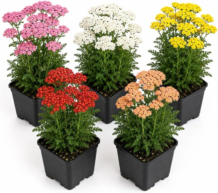 2 Mixed Yarrow Live Plants – Perennial Summer Flowers – 6 Inch Tall - Image 1
