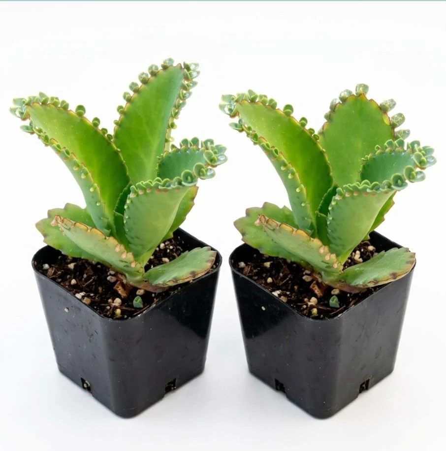 2 Mother of Thousands Live Plants – Kalanchoe Succulents – 2-inch Pots - Image 1