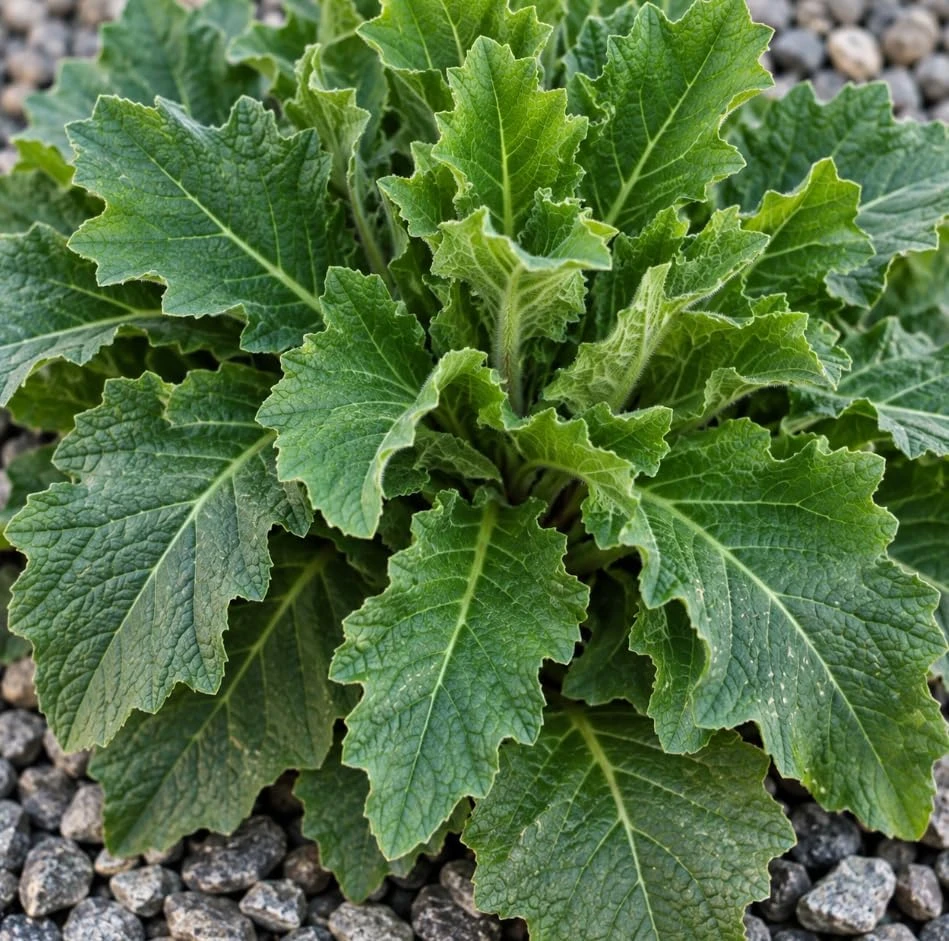 2 Oakleaf Primrose Live Plants - Yellow Picotee Primula Starter - Image 5