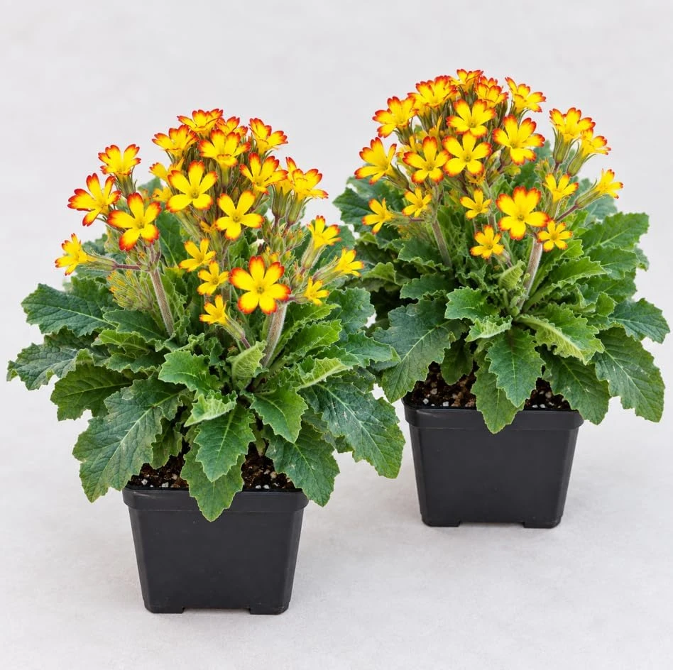 2 Oakleaf Primrose Live Plants - Yellow Picotee Primula Starter - Image 1