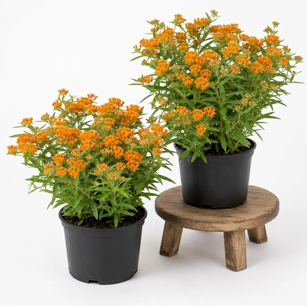 2 Pack Orange Butterfly Milkweed Live Plants, 4-7 Inch Tall, Perennial - Image 1