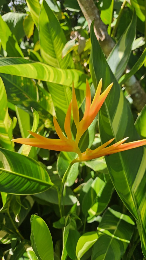 2 Pack Variegated Nickeriensis Heliconia Rhizomes - Live Tropical Plant - Image 1
