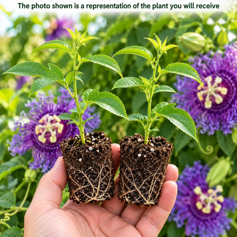 2 Passiflora Incarnata Maypop Live Plants - 4-7" Purple Passionflower Vines - Image 3
