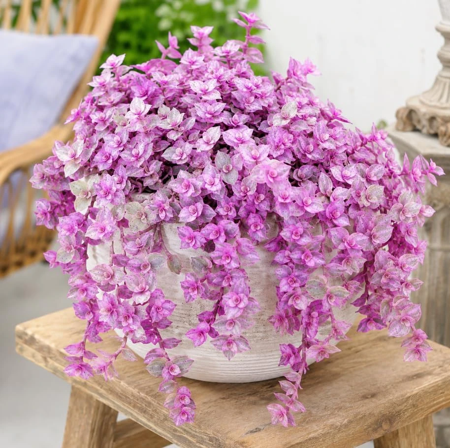 2 Pink Callisia Repens Live Plants – Potted Houseplant – 2 Inch Pot - Image 1