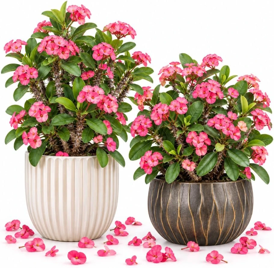 2 Pink Crown of Thorns Live Plants, Euphorbia Milii Succulents, 4-7 Inches Tall - Image 1