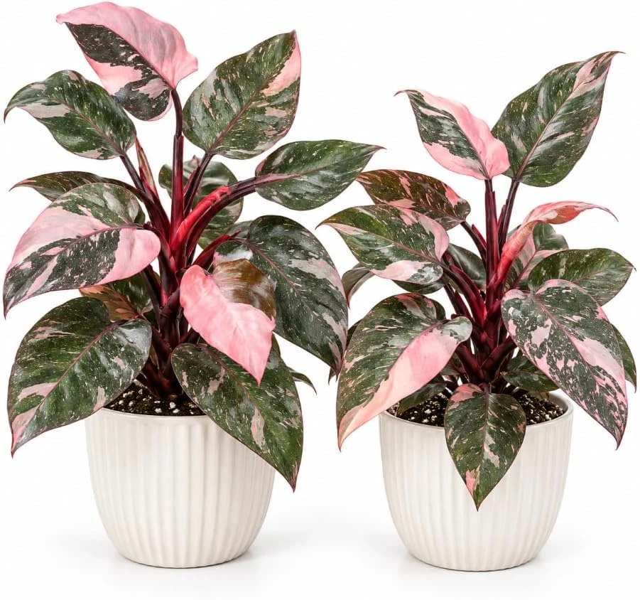 2 Pink Philodendron Live Plants, 4-7 Inches Tall - Variegated Tropical Indoor Houseplant - Image 1