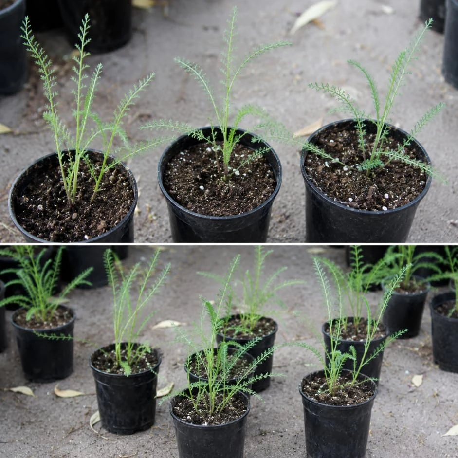 2 Pink Yarrow Live Plants - Perennial Summer Flowers - 6 Inch Tall Outdoor Garden Plant - Image 2
