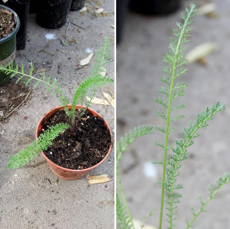 2 Pink Yarrow Live Plants - Perennial Summer Flowers - 6 Inch Tall Outdoor Garden Plant - Image 4