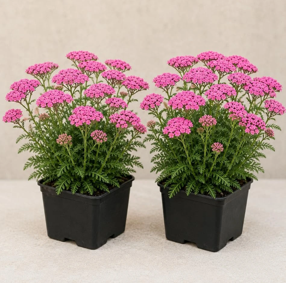 2 Pink Yarrow Live Plants - Perennial Summer Flowers - 6 Inch Tall Outdoor Garden Plant - Image 1