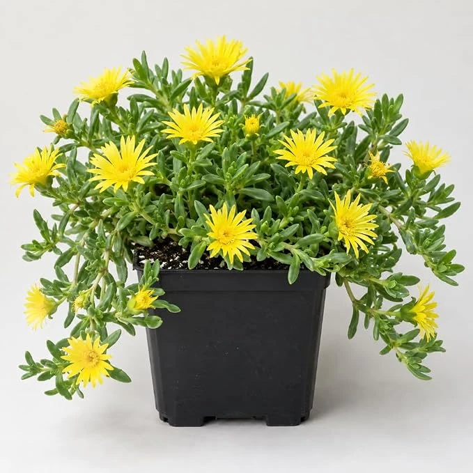 2 Pots Yellow Ice Plants Live Succulents - Hardy Ground Cover - Image 1