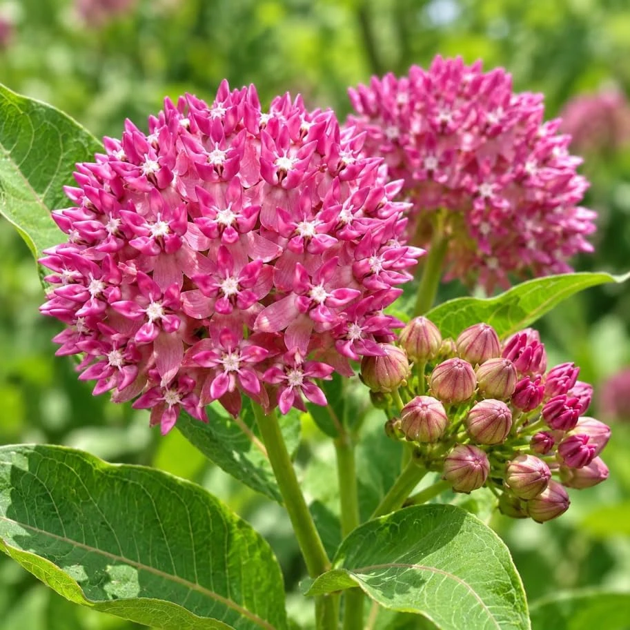 2 Purple Milkweed Live Plants – Asclepias Perennial – 4-7 Inches Tall – Outdoor Garden Flowers - Image 4