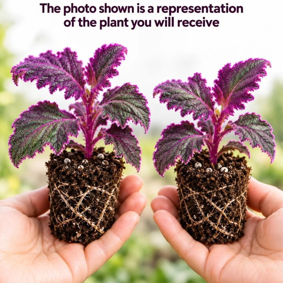 2 Purple Velvet Gynura Live Plants – 4-7 Inches Tall – Purple Passion Houseplant - Image 3