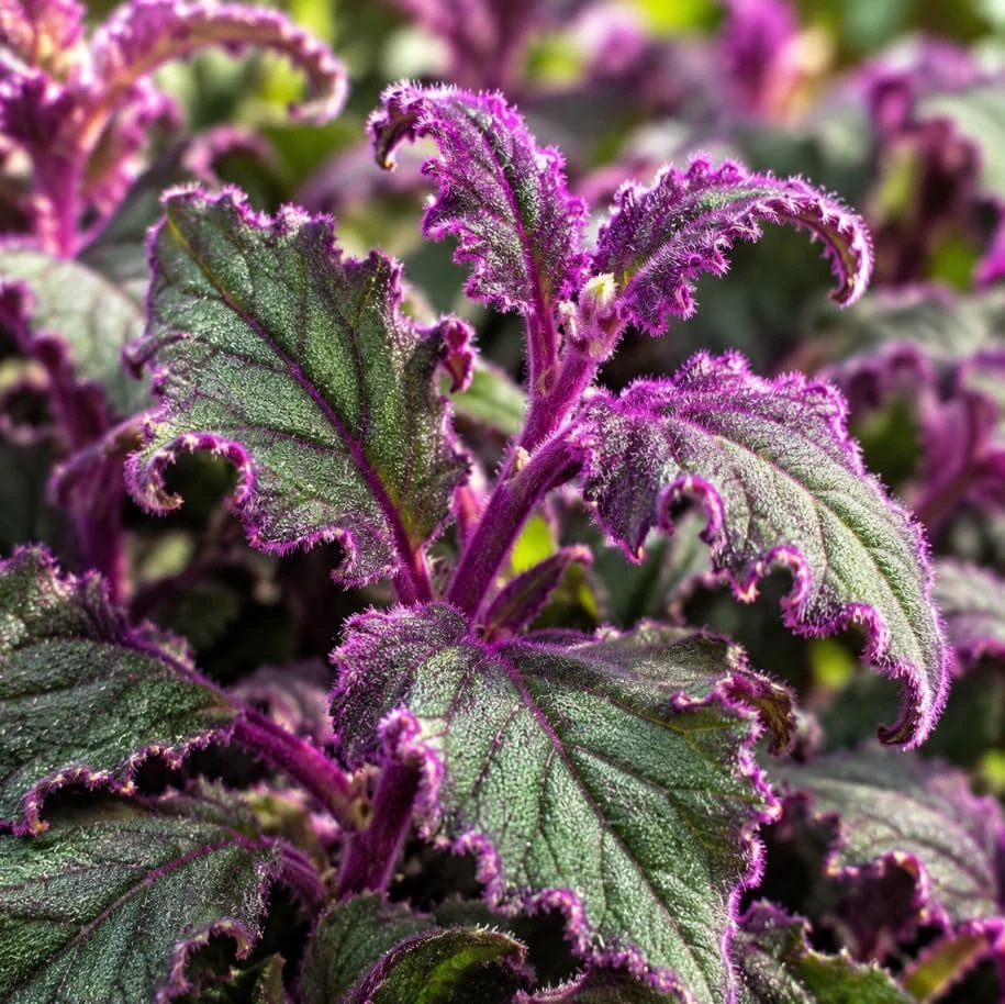 2 Purple Velvet Gynura Live Plants – 4-7 Inches Tall – Purple Passion Houseplant - Image 7