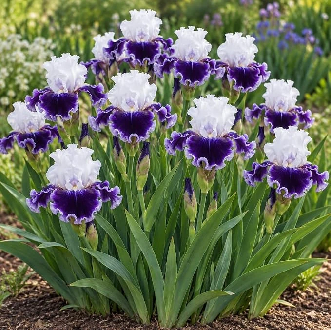 2 Purple White Bearded Iris Bulbs for Planting - Colorful Garden Flags - Image 1