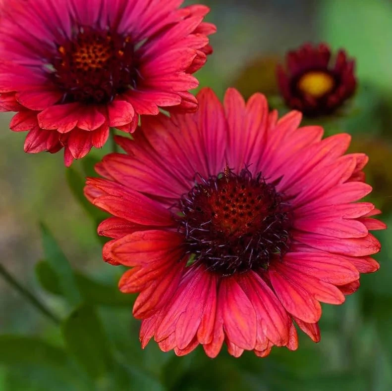 2 Red Blanket Flower Live Plant - Common Gaillardia Starter Plants for Outdoor Gardens - Image 2