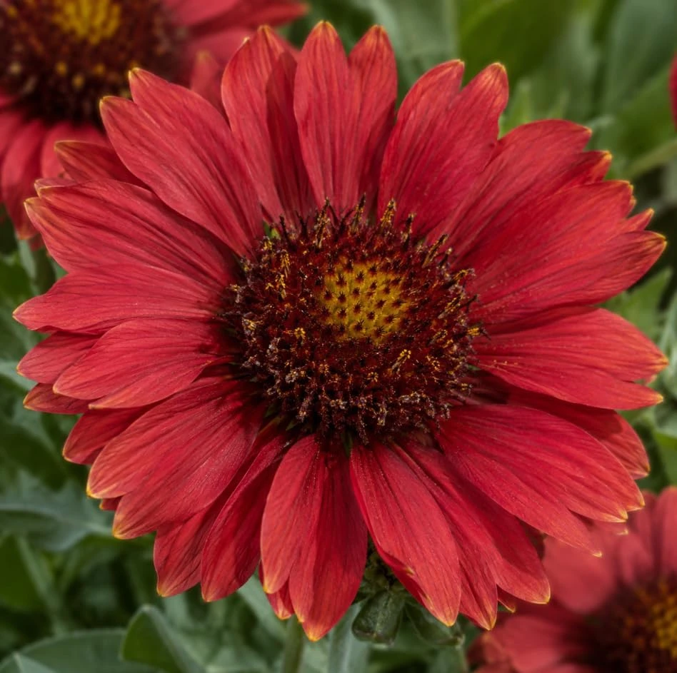 2 Red Blanket Flower Live Plant - Common Gaillardia Starter Plants for Outdoor Gardens - Image 7