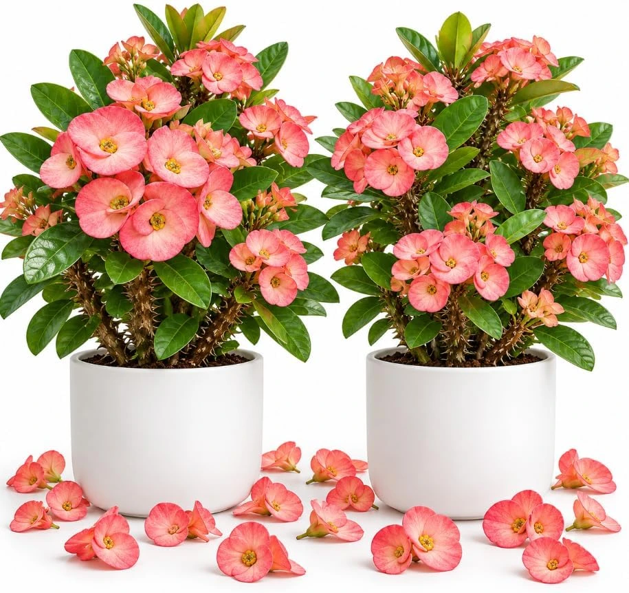 2 Salmon Pink Crown of Thorns Live Plants, 4-6 Inches Tall, Euphorbia Milii Succulents, Flowering Houseplants - Image 1