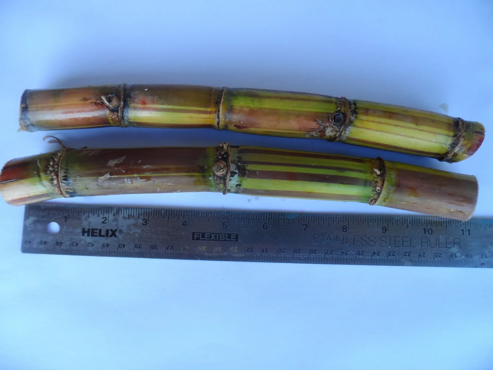 2 Striped Sugar Cane Seedlings - Cana Dulce Live Plants - Easy Grow - Image 1