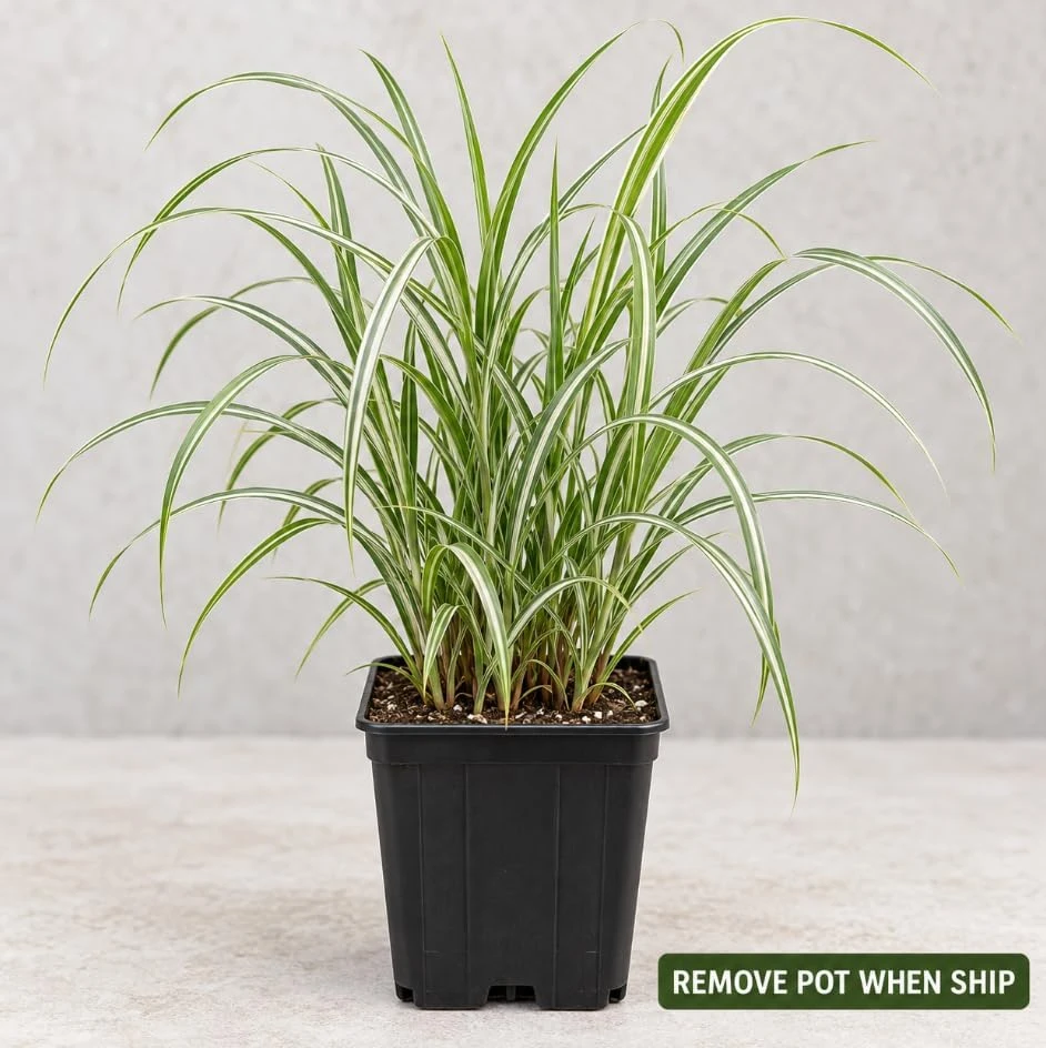 2 Sunrise Maiden Grass Live Plants - Miscanthus sinensis - 5-8 Inch Tall Outdoor Ornamental Grass - Image 4