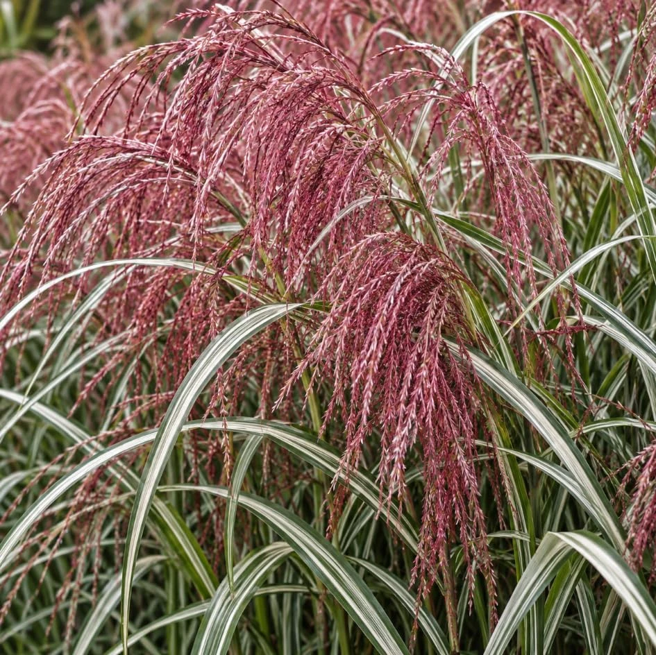 2 Sunrise Maiden Grass Live Plants - Miscanthus sinensis - 5-8 Inch Tall Outdoor Ornamental Grass - Image 5