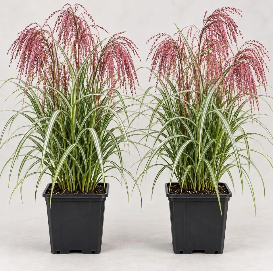 2 Sunrise Maiden Grass Live Plants - Miscanthus sinensis - 5-8 Inch Tall Outdoor Ornamental Grass - Image 1