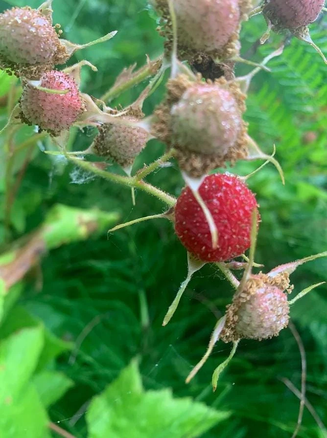 2 Thimbleberry Live Plants - 3-4" Tall, 5" Pot, Native Berry Shrub, Edible Fruit - Image 1
