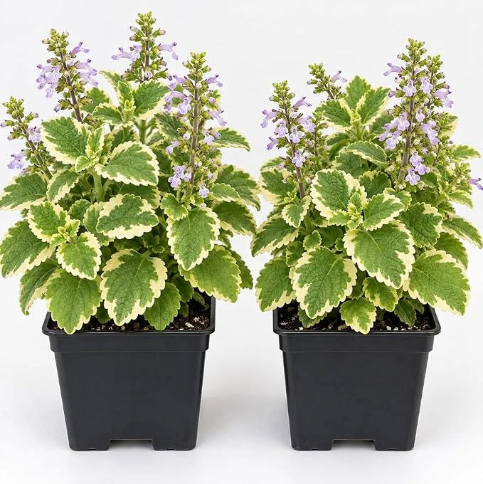 2 Variegated Cuban Oregano Plants - Broadleaf Thyme Live Herb - 4 Inch Pot - Image 1
