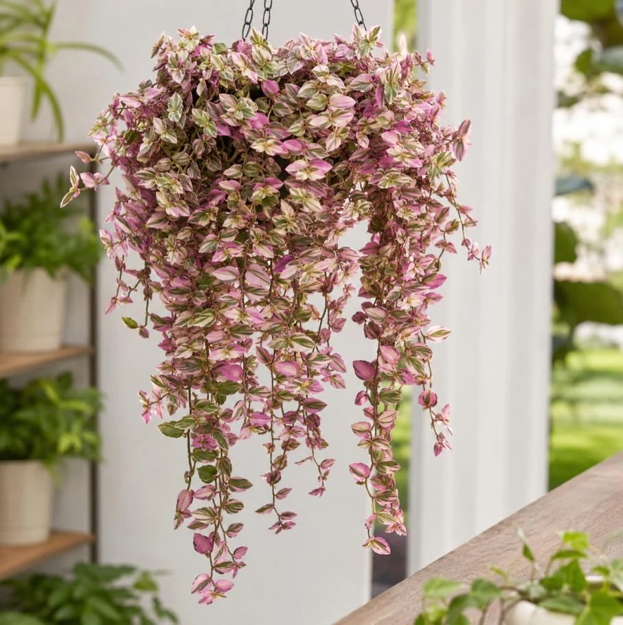 2 Variegated Pink Callisia Repens Live Plants - Miniature Wandering Jew Houseplant, 2 Inch Pot, Indoor Trailing Plant - Image 2