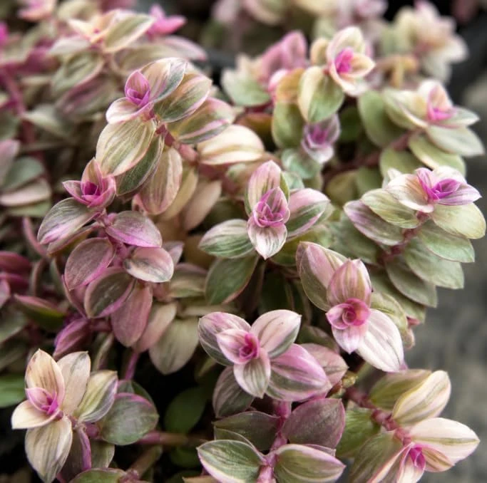 2 Variegated Pink Callisia Repens Live Plants - Miniature Wandering Jew Houseplant, 2 Inch Pot, Indoor Trailing Plant - Image 3