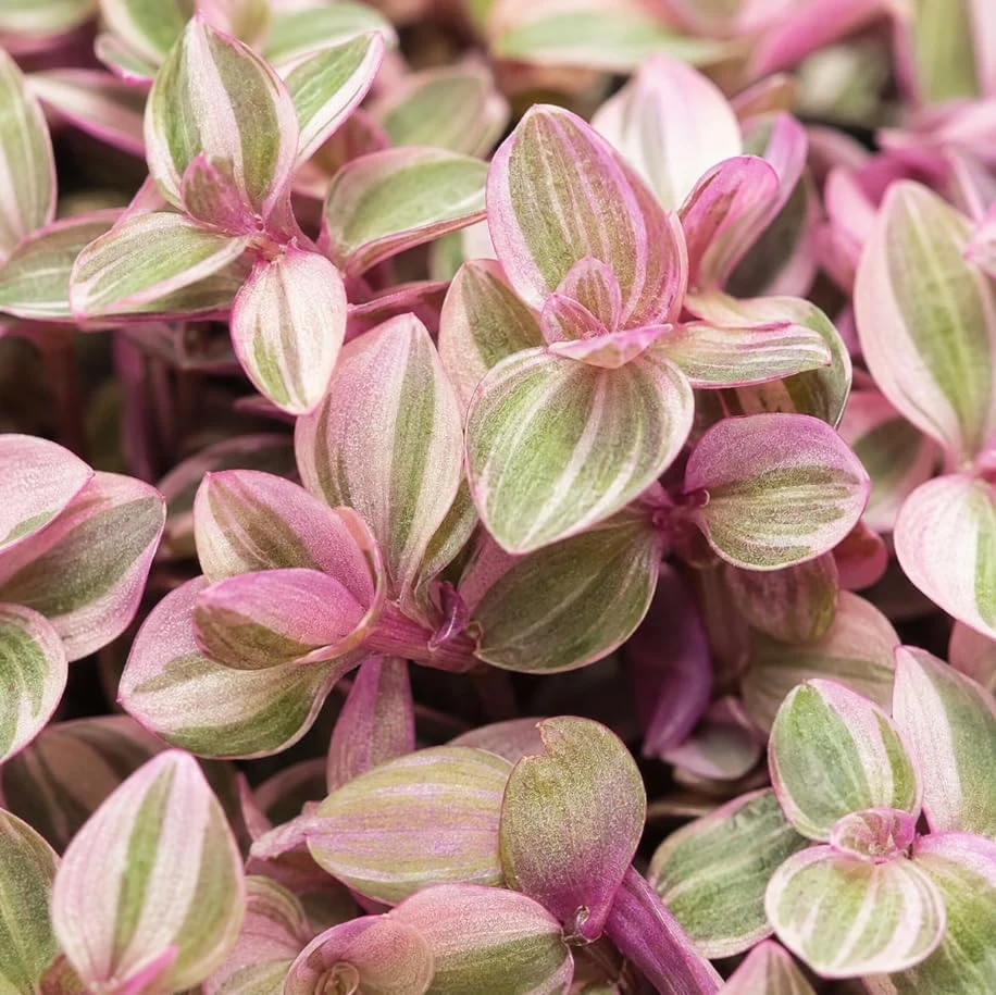 2 Variegated Pink Callisia Repens Live Plants - Miniature Wandering Jew Houseplant, 2 Inch Pot, Indoor Trailing Plant - Image 4