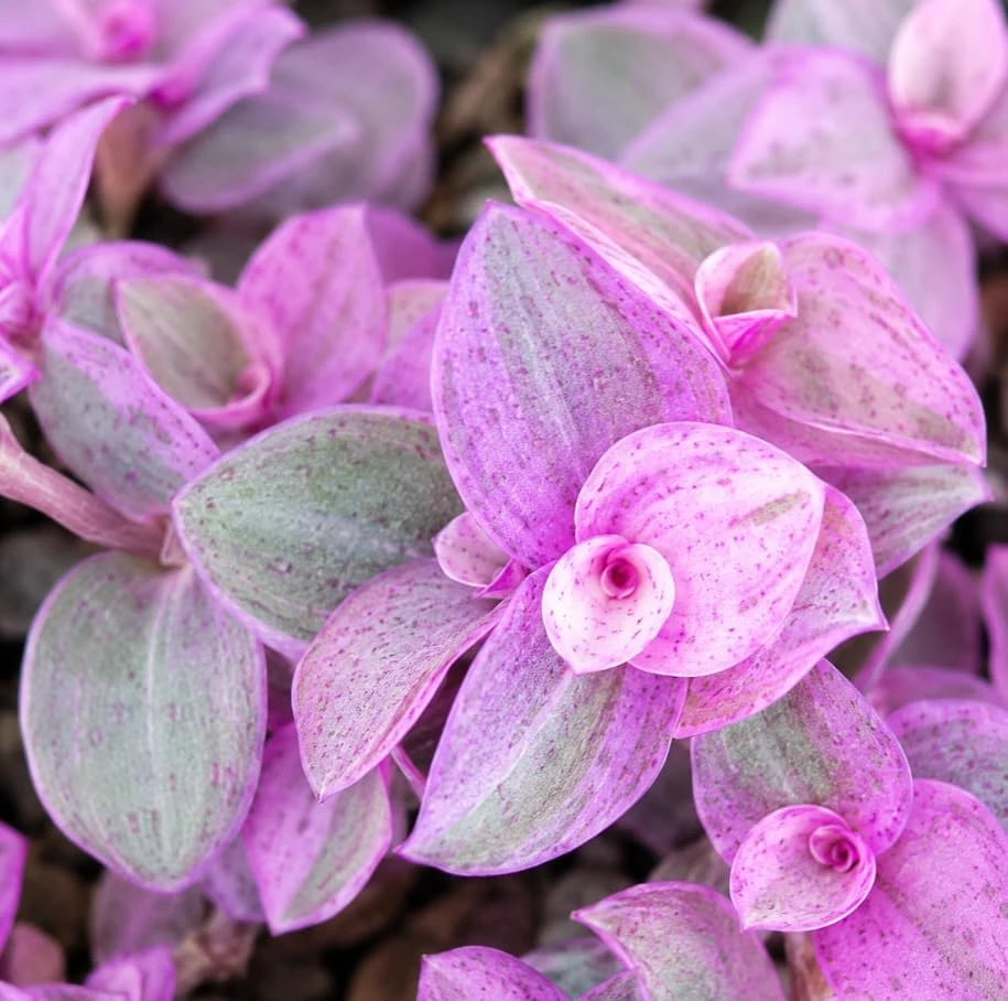 2 Variegated Pink Callisia Repens Live Plants - Miniature Wandering Jew Houseplant, 2 Inch Pot, Indoor Trailing Plant - Image 5