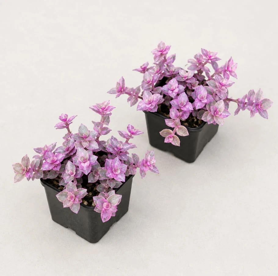 2 Variegated Pink Callisia Repens Live Plants - Miniature Wandering Jew Houseplant, 2 Inch Pot, Indoor Trailing Plant - Image 6