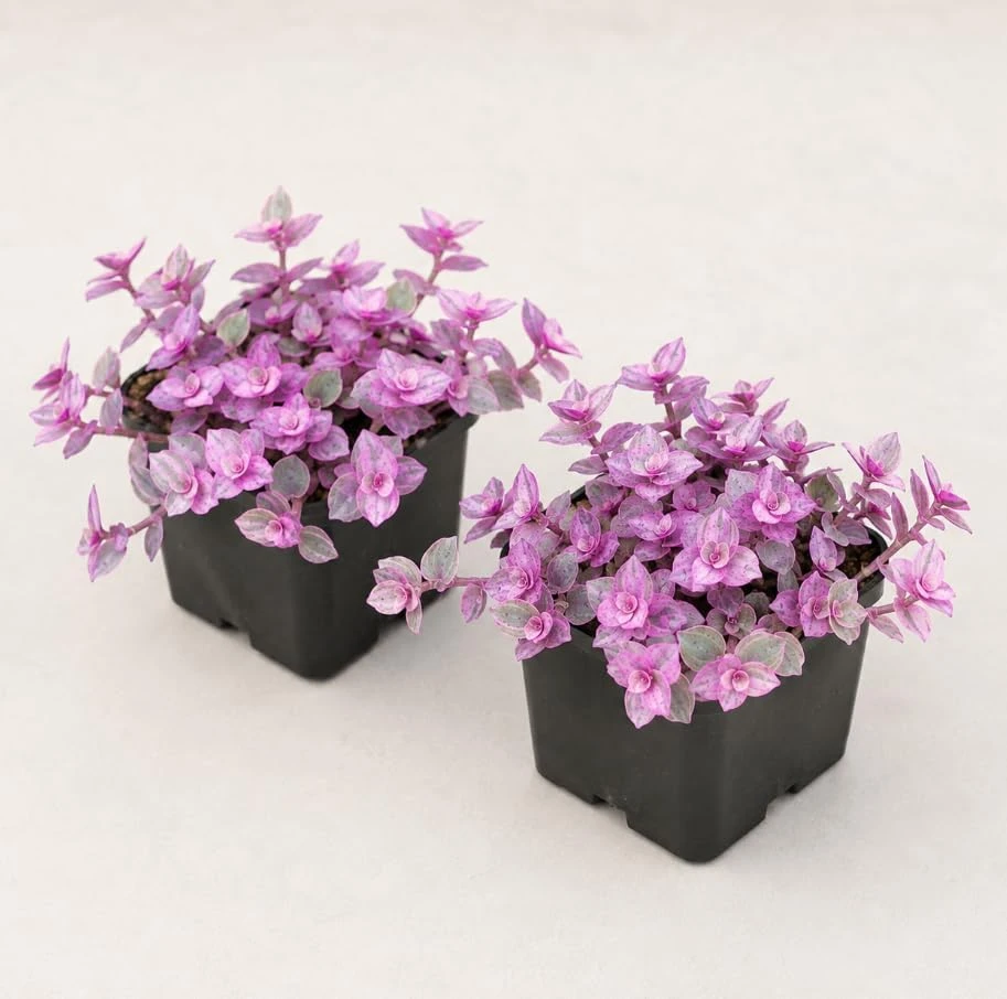 2 Variegated Pink Callisia Repens Live Plants - Miniature Wandering Jew Houseplant, 2 Inch Pot, Indoor Trailing Plant - Image 7
