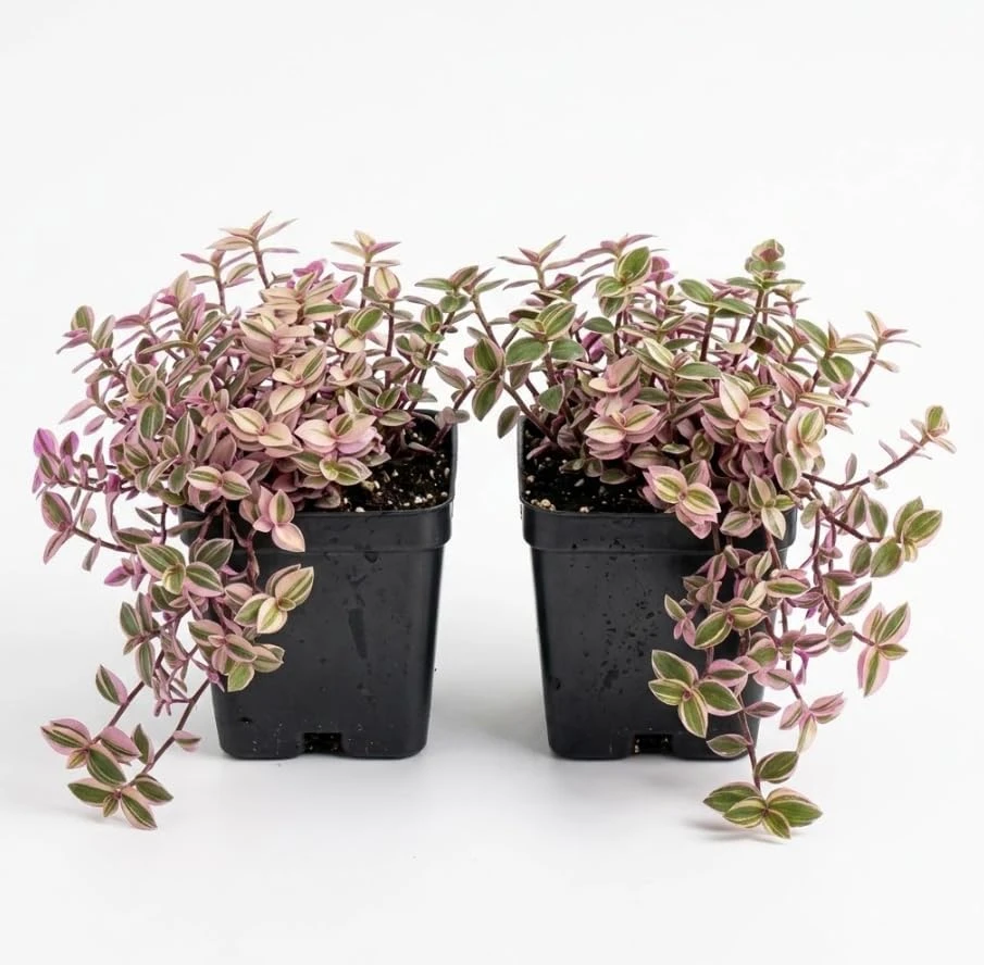2 Variegated Pink Callisia Repens Live Plants - Miniature Wandering Jew Houseplant, 2 Inch Pot, Indoor Trailing Plant - Image 1