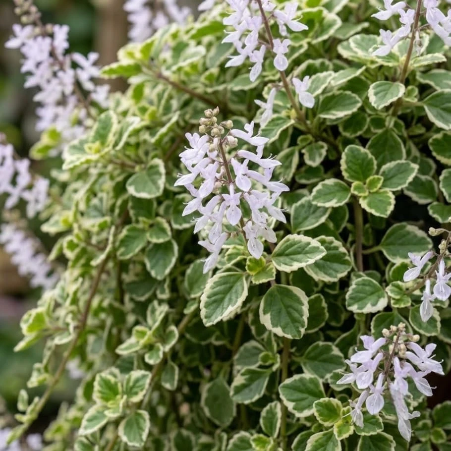 2 Variegated Swedish Ivy Live Trailing Houseplants - Green White Foliage - 4 Inch Pot - Indoor/Outdoor - Image 2