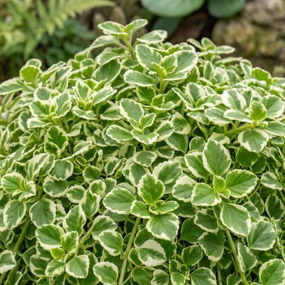 2 Variegated Swedish Ivy Live Trailing Houseplants - Green White Foliage - 4 Inch Pot - Indoor/Outdoor - Image 4